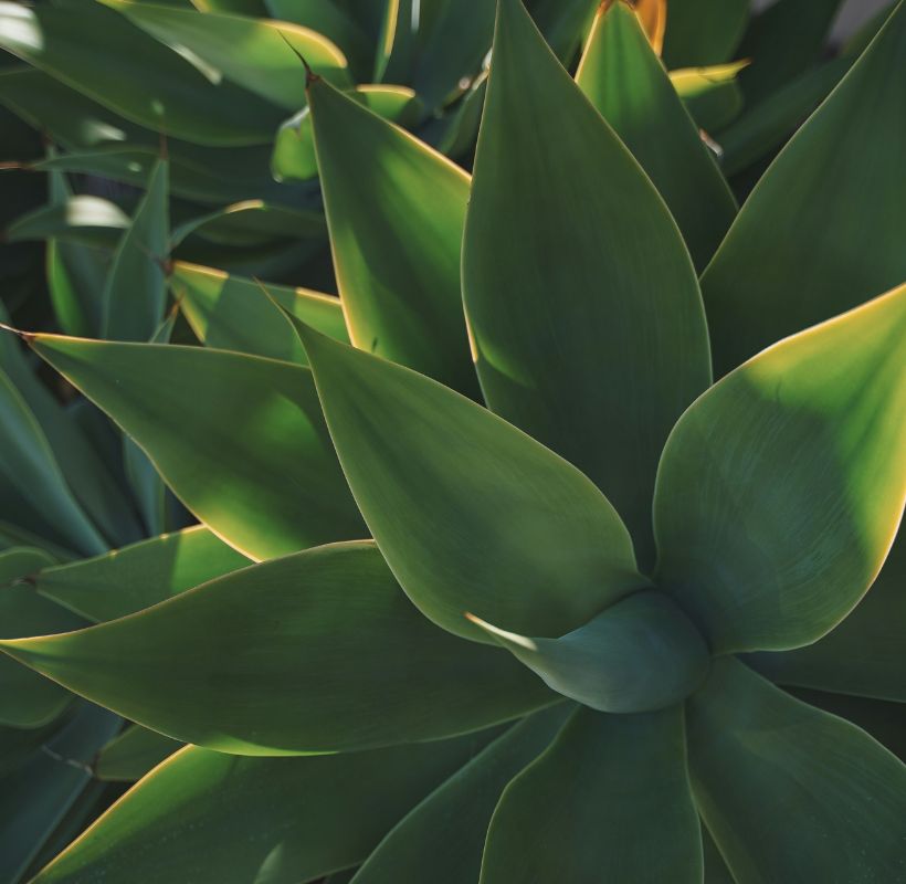 Agave Plant Image 2