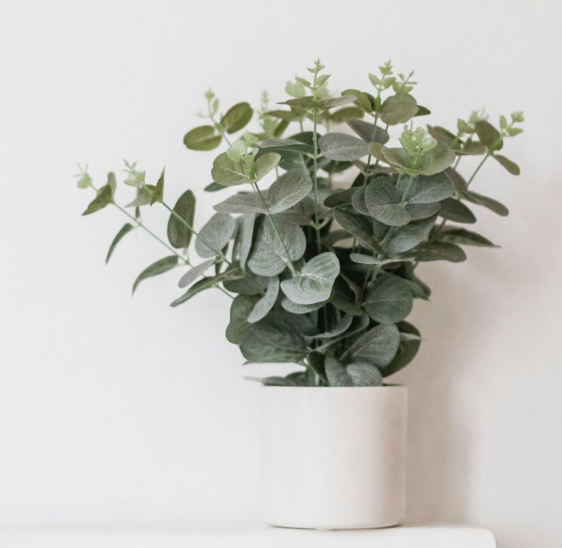 Eucalyptus Plant Image Eucalyptus Plant Image