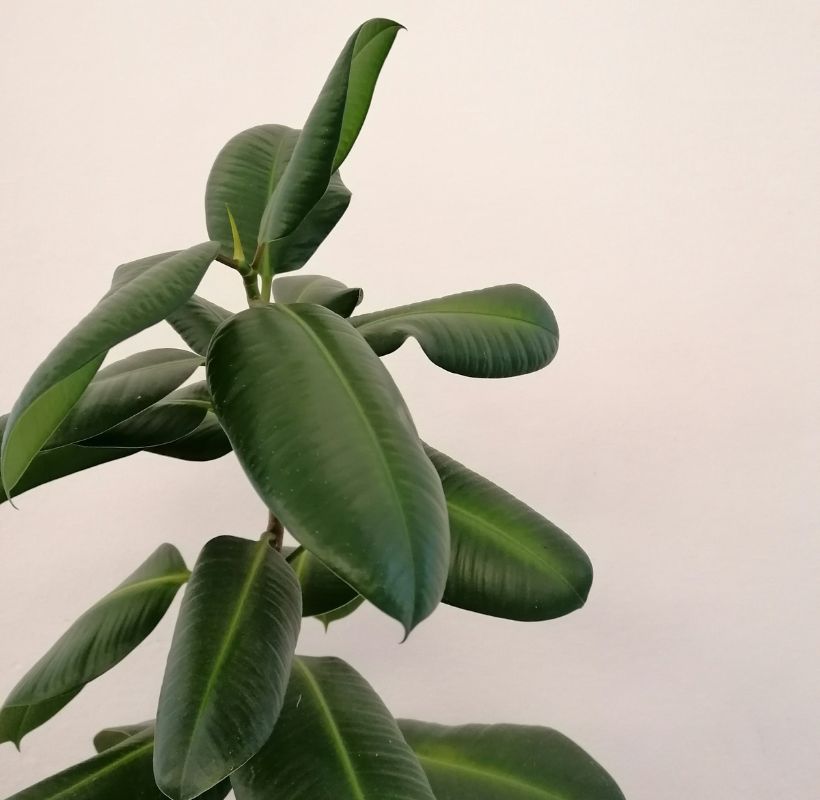 Ficus Audrey Plant Image