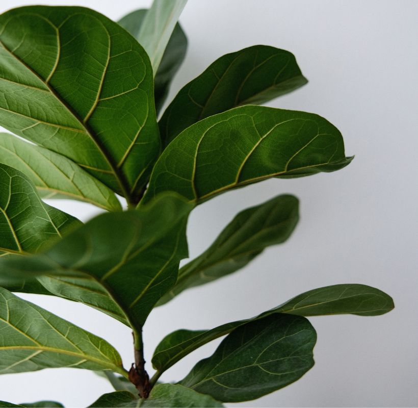 Fiddle Leaf Fig image 2