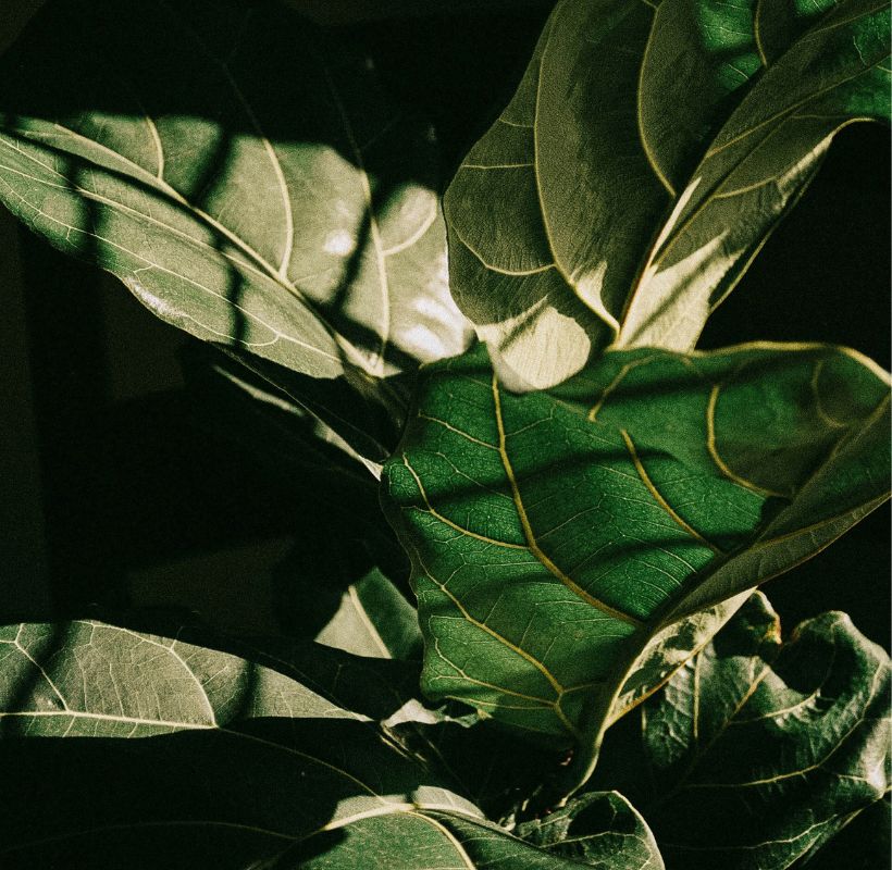 Fiddle Leaf Fig image