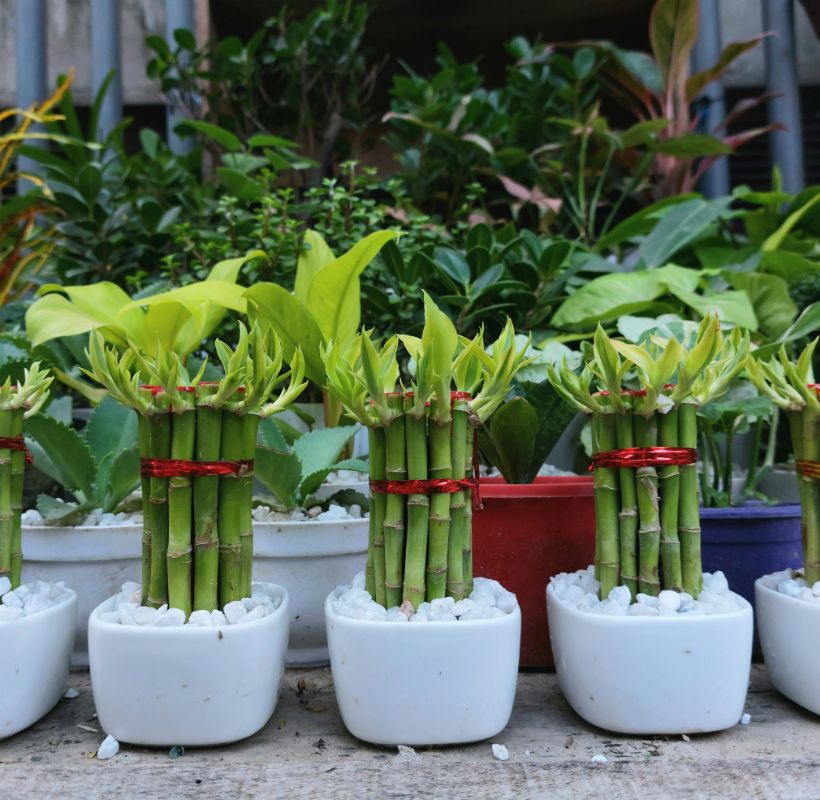 Lucky Bamboo Image 2