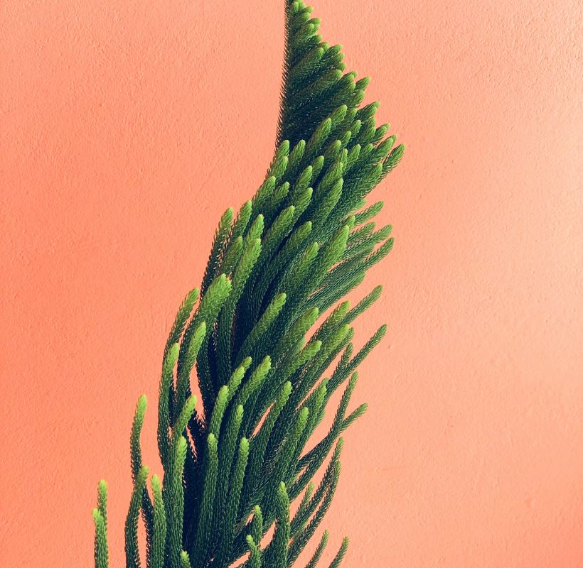 Norfolk Island Pine Image