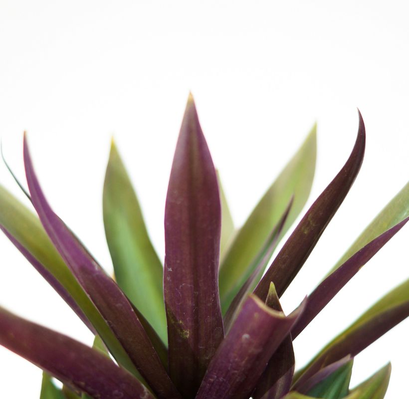 Oyster Plant image 2