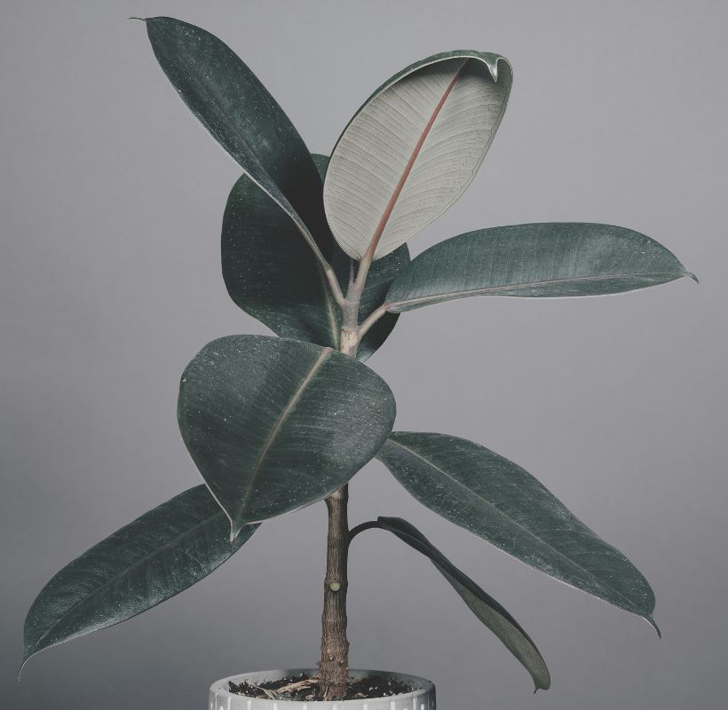 Rubber Plant Image