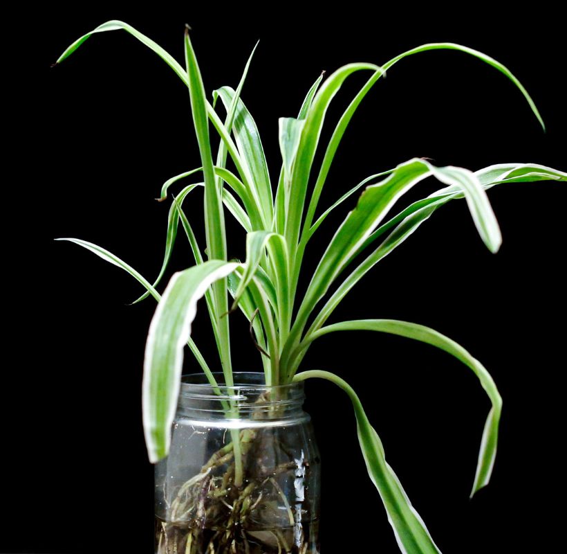 Spider Plant image 2