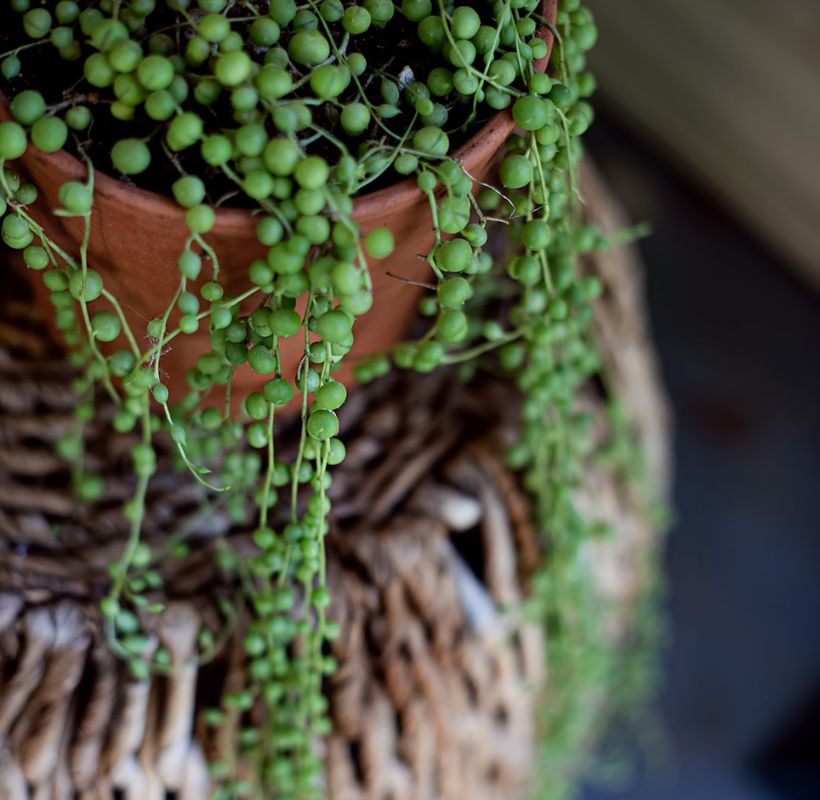 String of Pearls image 2