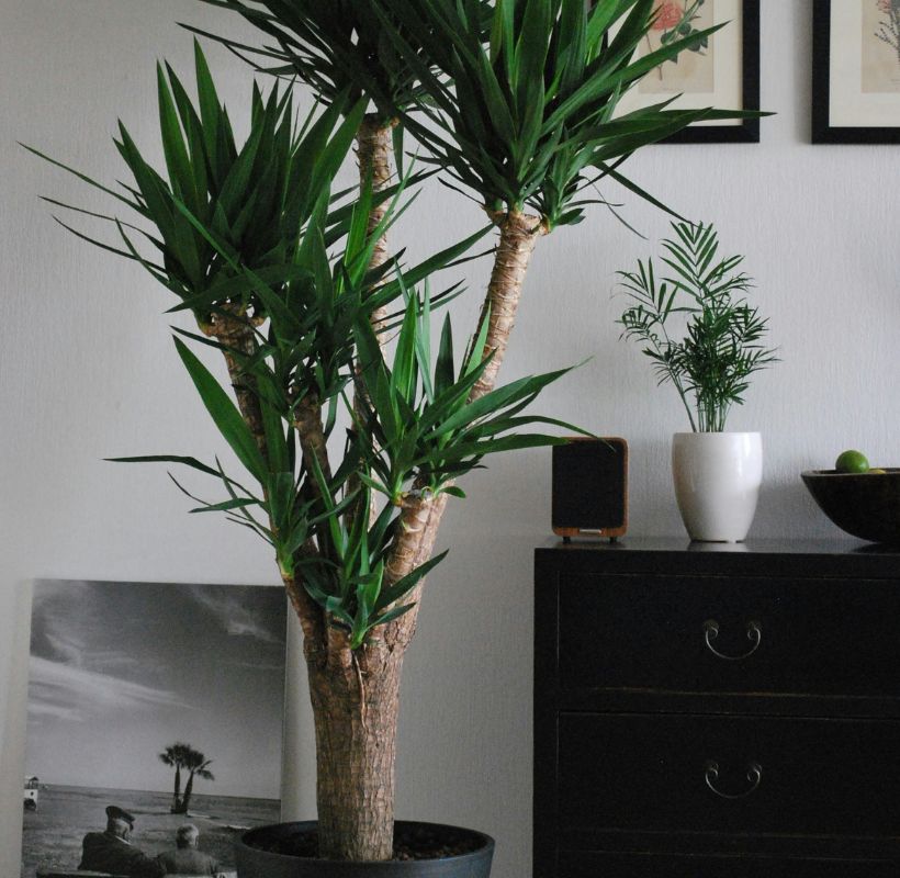 Yucca Plant image