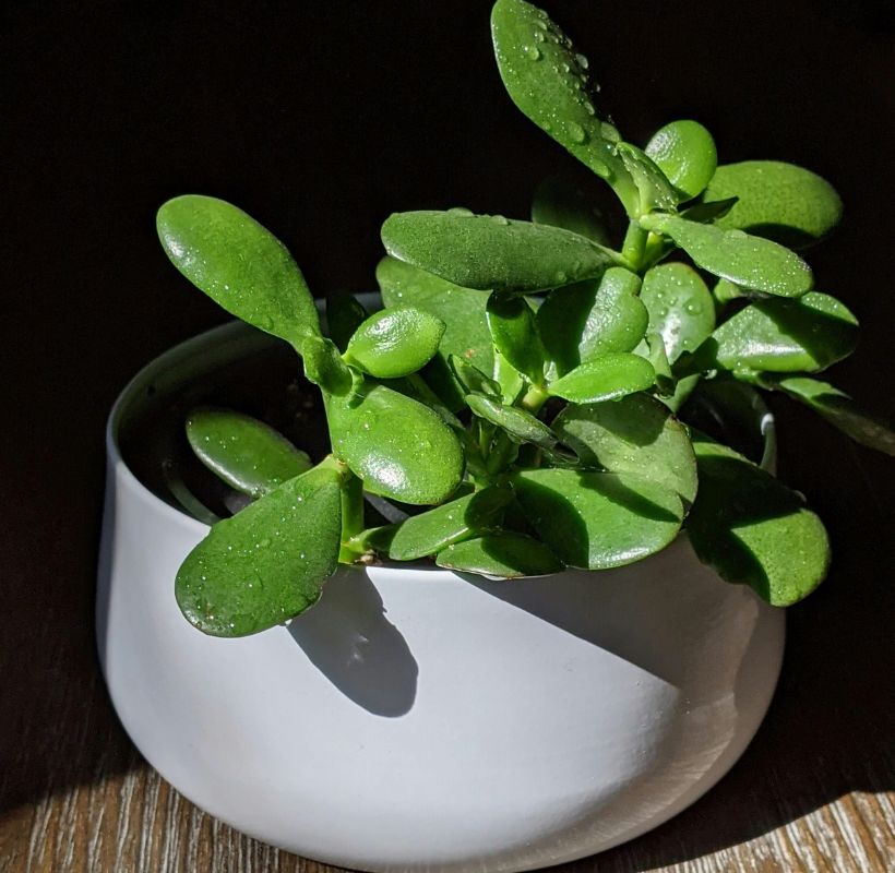 jade plant image 2