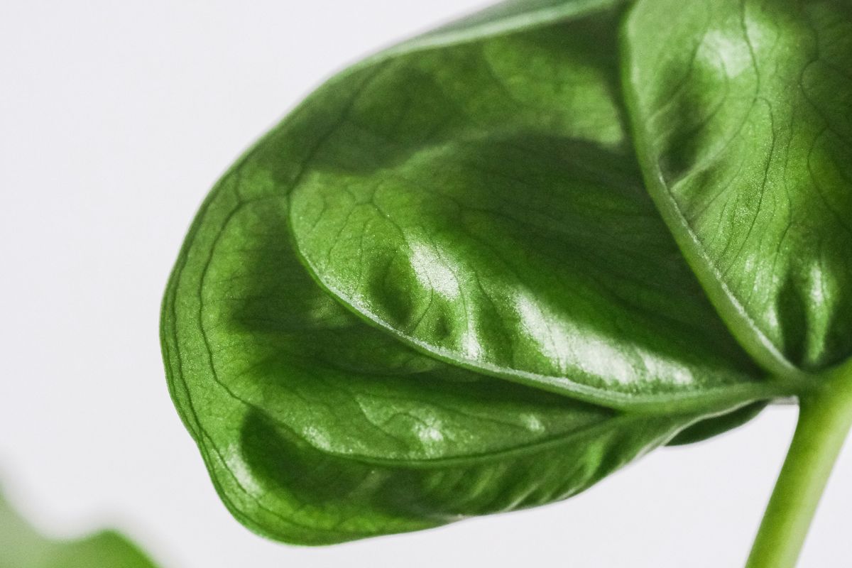 Alocasia Plant Benefits image 2