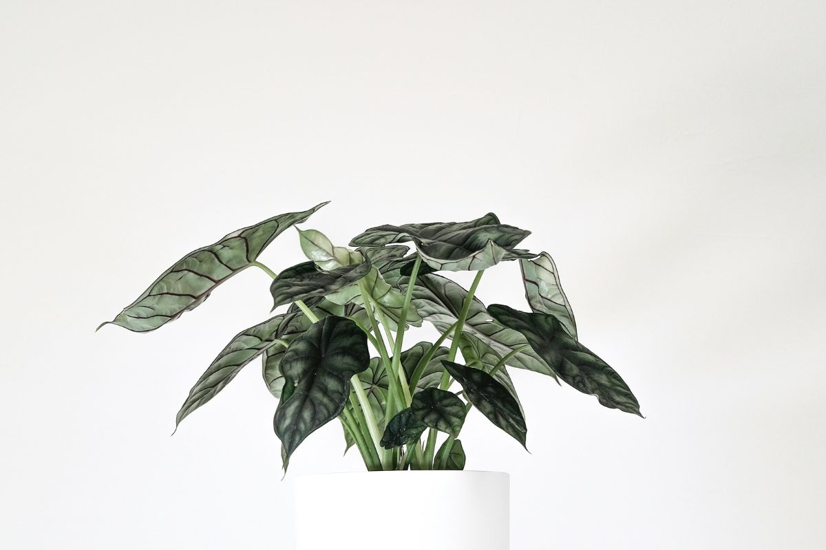 Alocasia Plant image 3