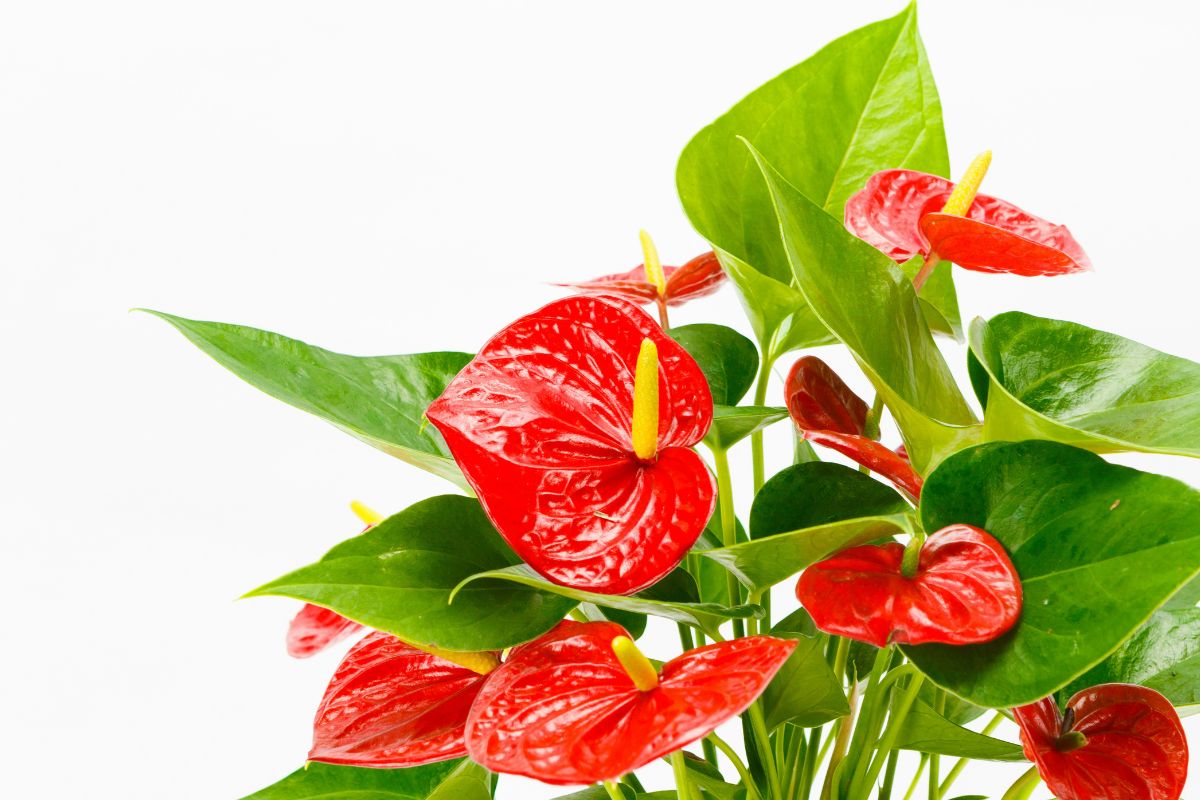Anthurium Plant image 3