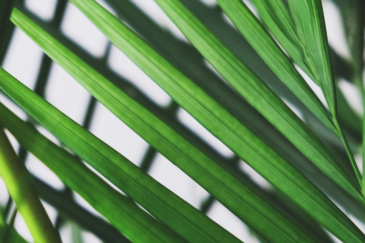 Areca Palm image 2