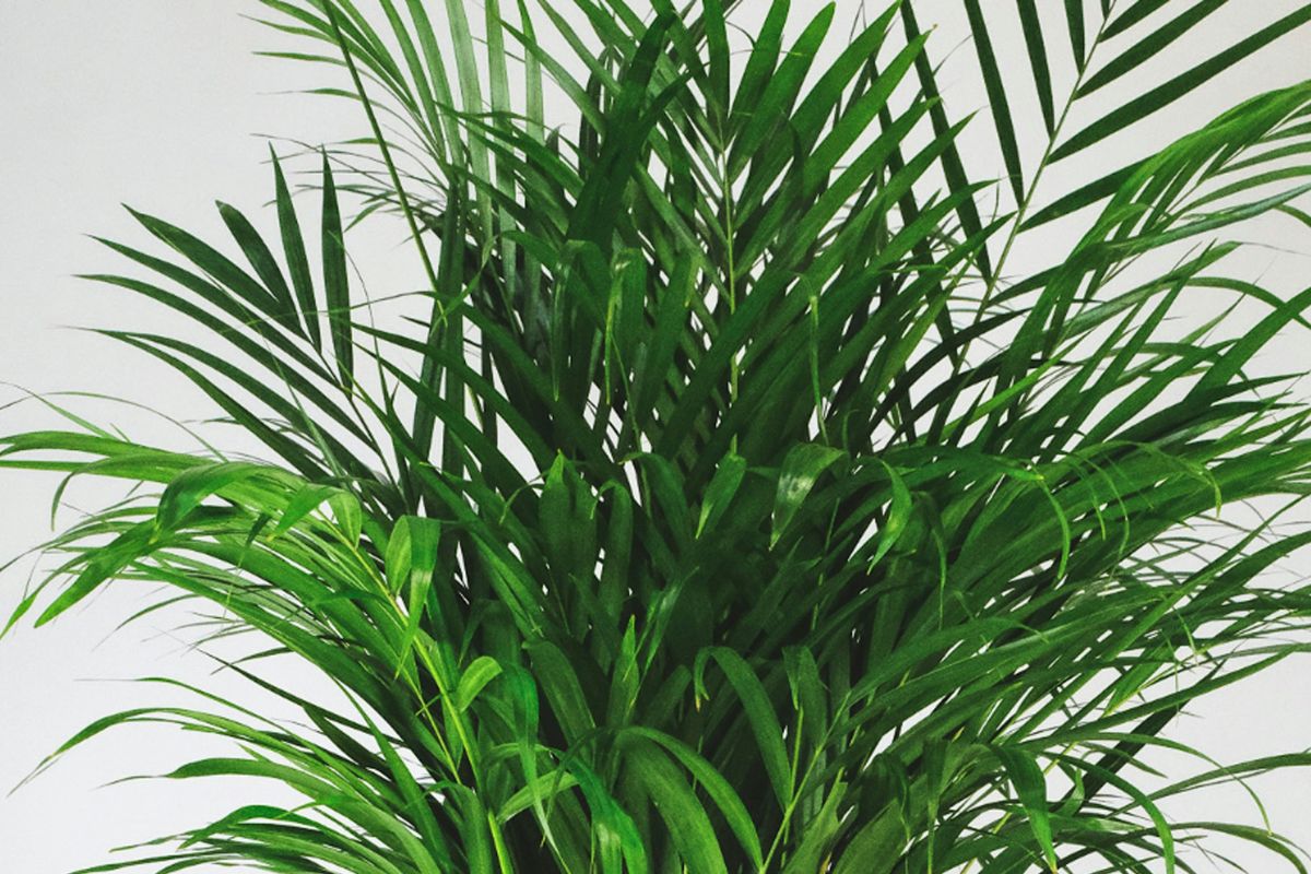 Areca Palm image 3