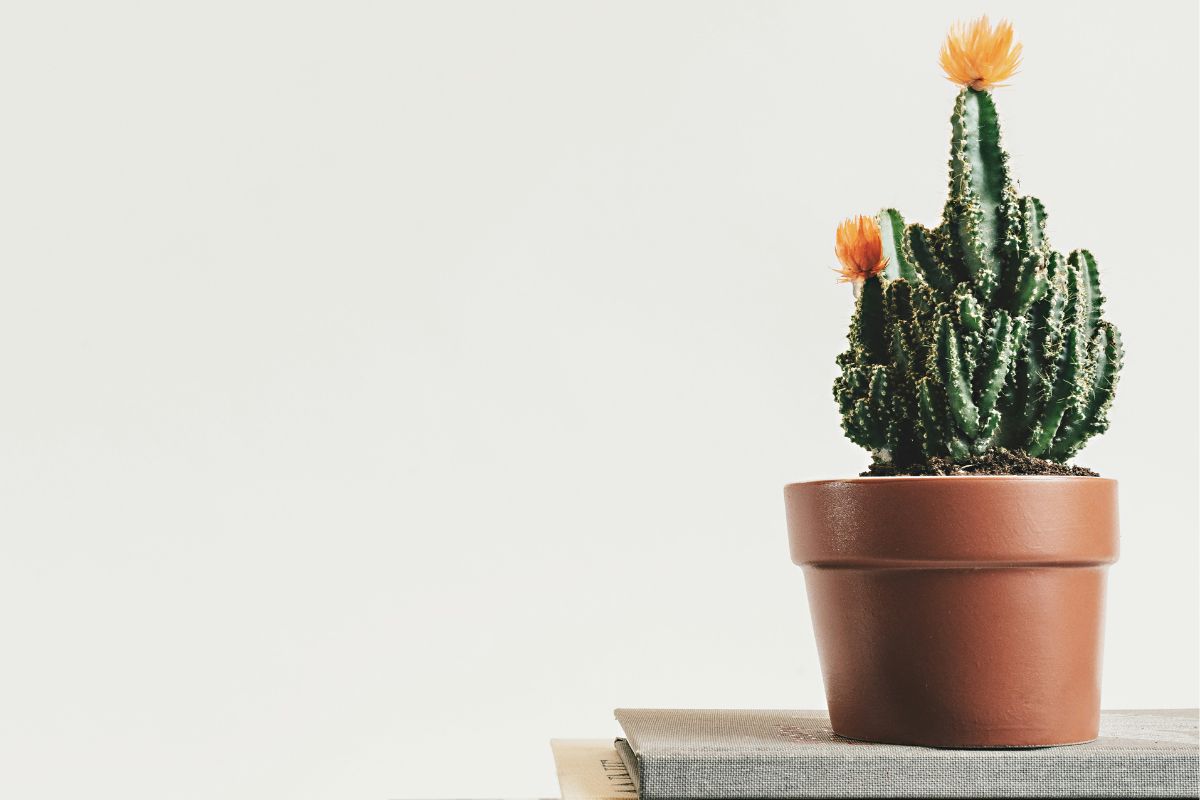 Benefits of cactus plant article image