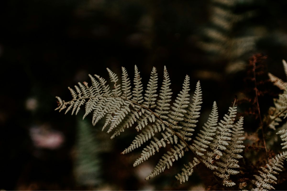 Boston Fern image 2