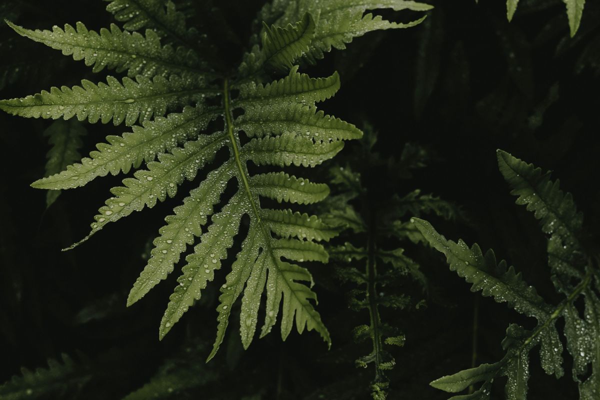 Boston Fern image 3