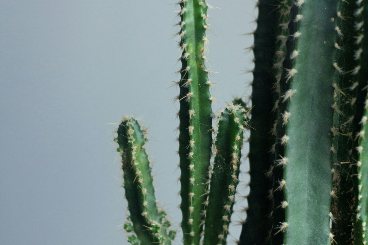 Cactus Plant image 3