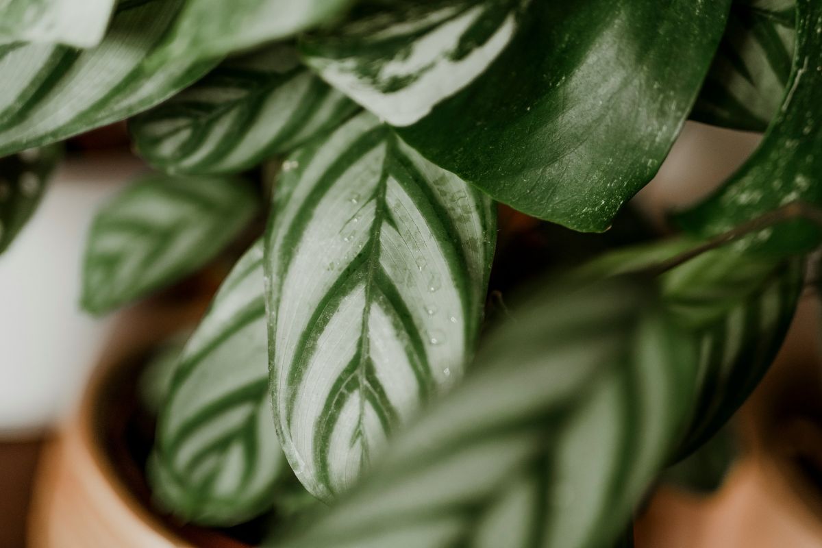 Calathea Plant A Perfect Blend of Beauty and Benefits Image 2