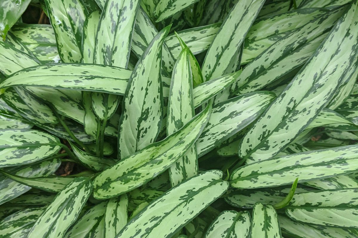 Chinese Evergreen image 2