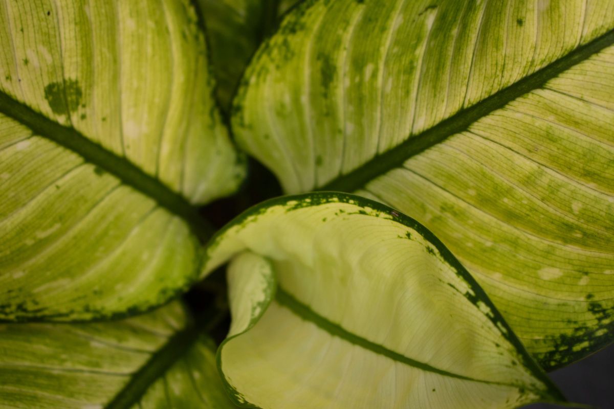 Chinese Evergreen image 3