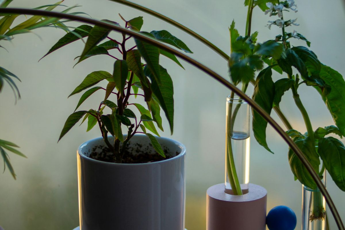 Do plants need care image 2