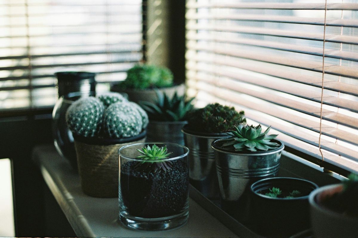 Do plants need care image 3