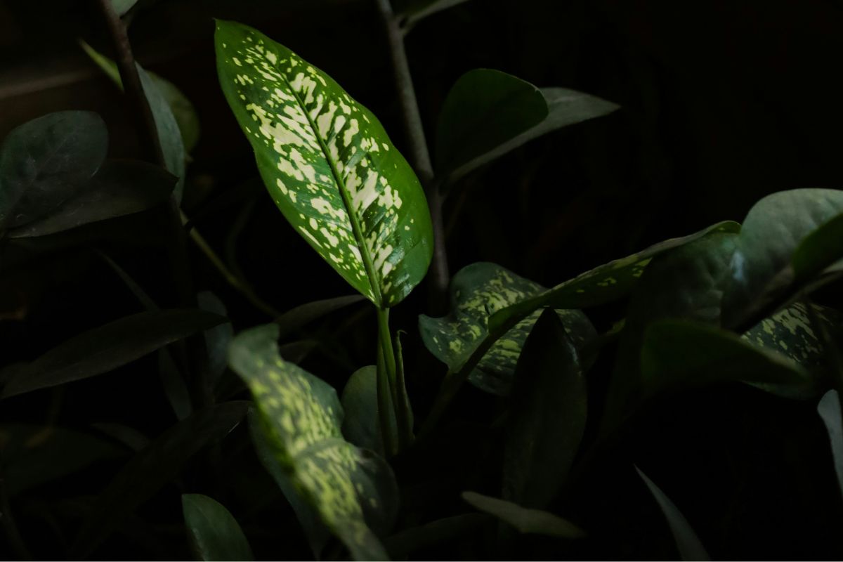 Dumb Cane image 2