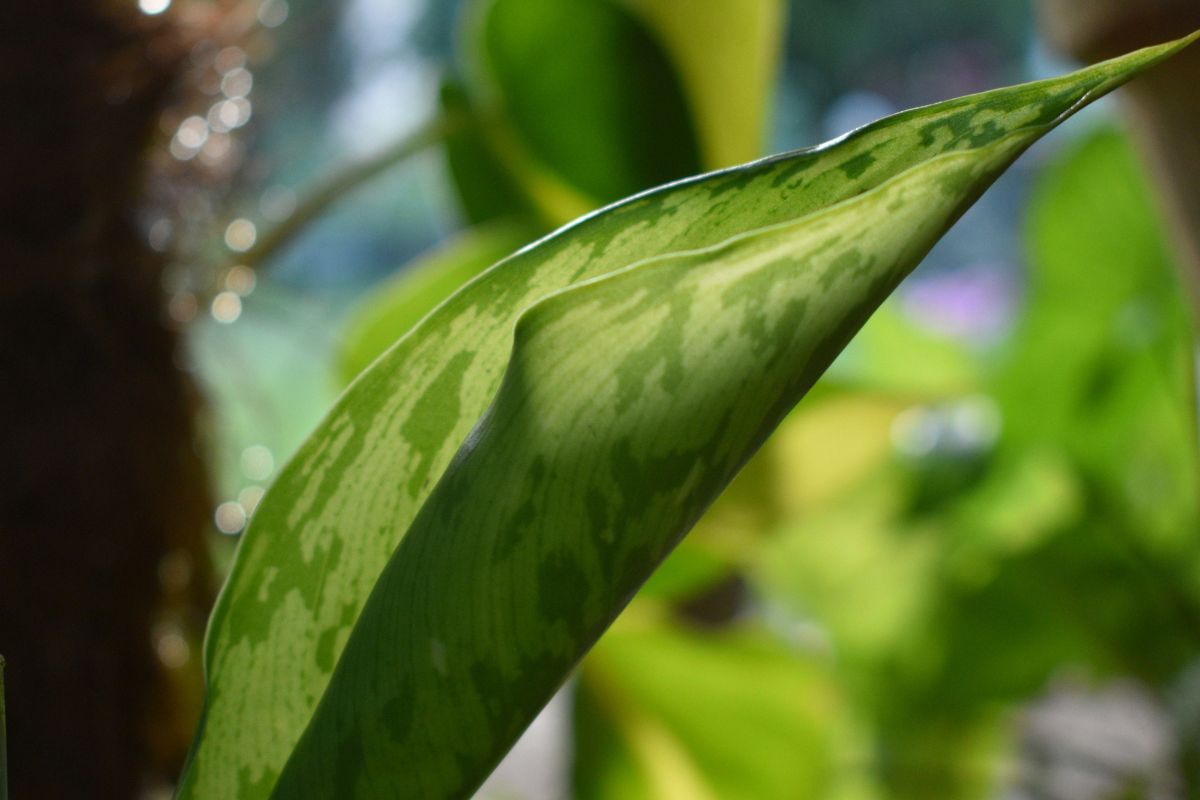Dumb Cane image 3