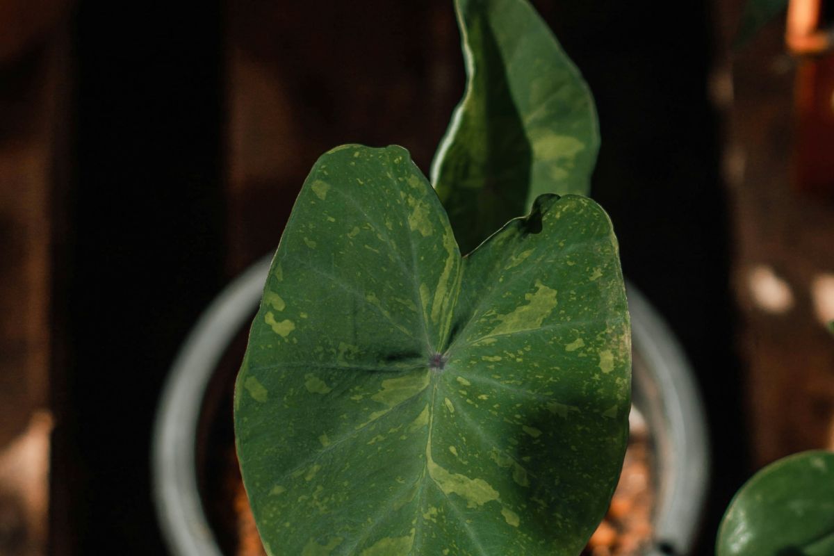 Elephant Ear Plant image 2