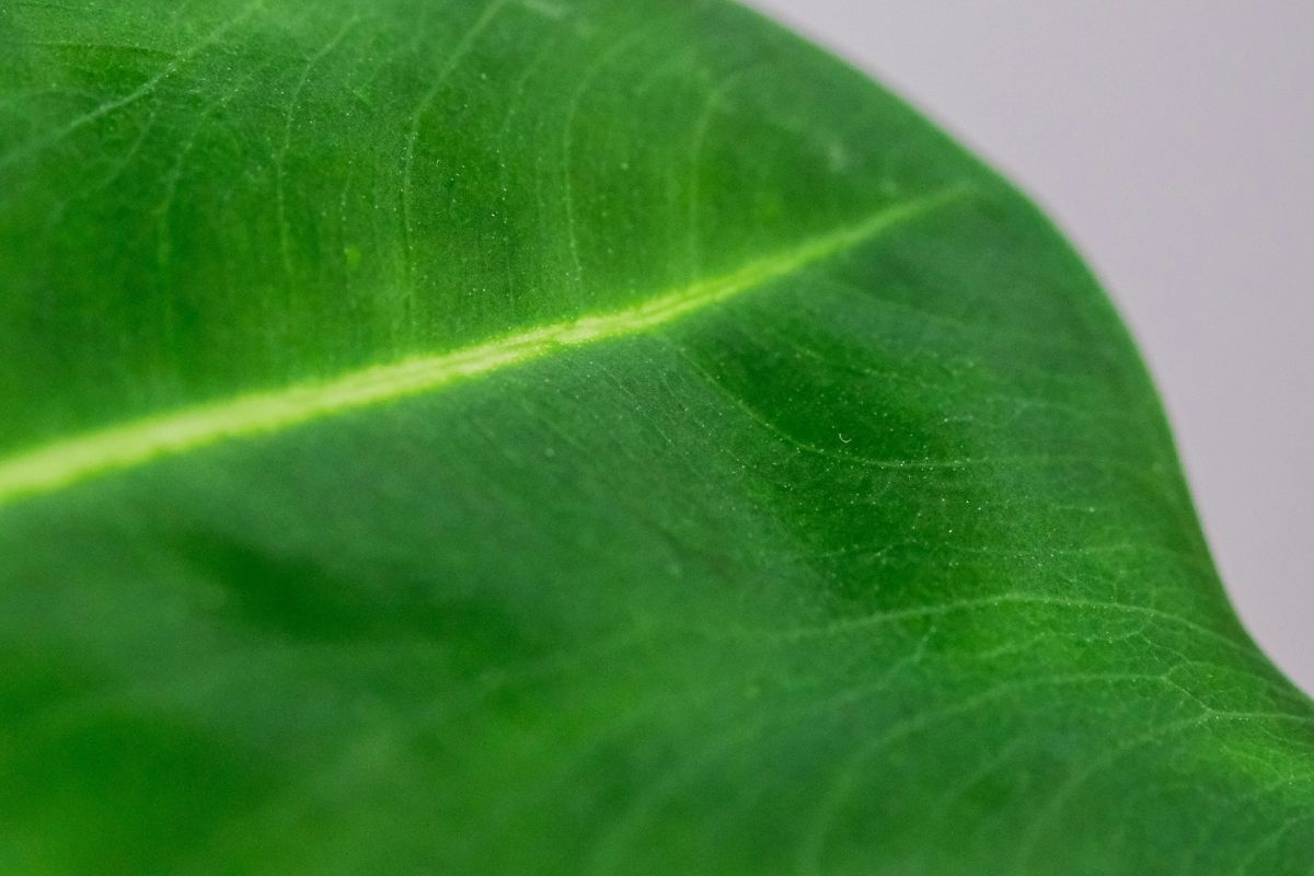 Elephant Ear Plant image 3