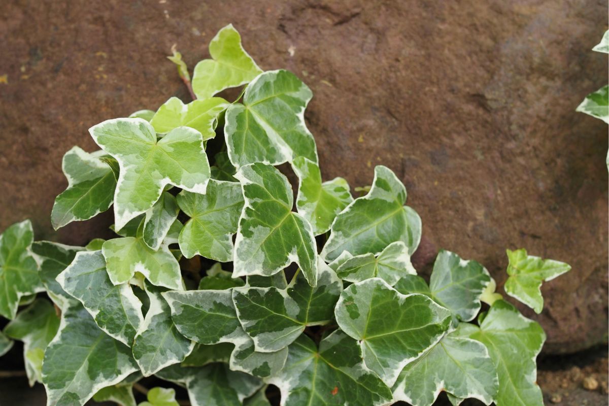 English Ivy image 3