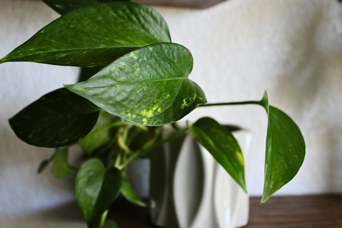 Golden Pothos image 2