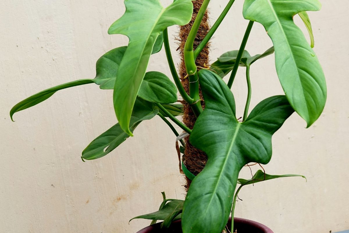 Heartleaf Philodendron image 3