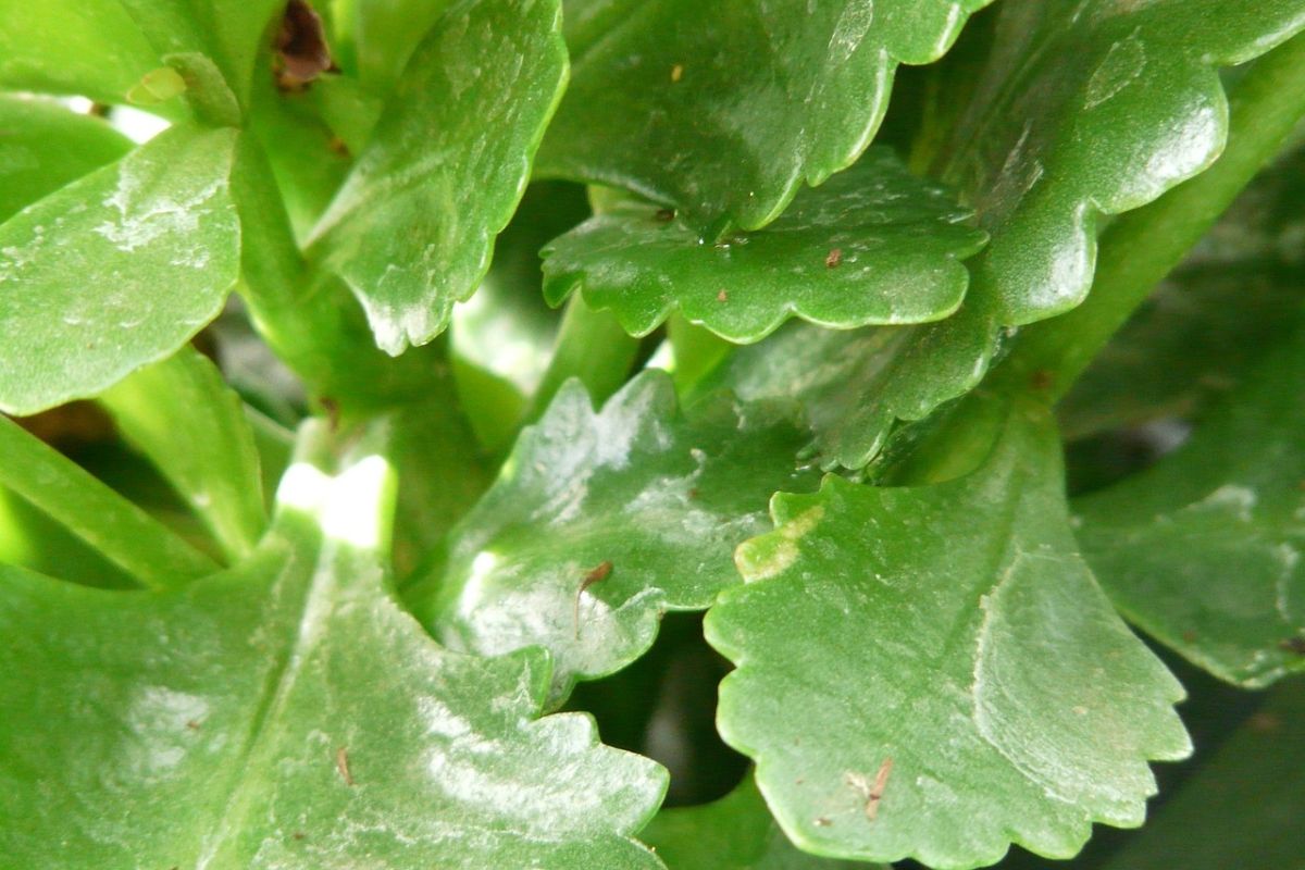 Kalanchoe Plant image 3