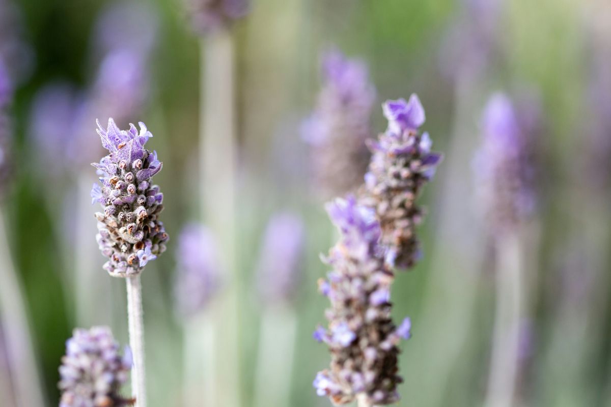 Lavender plant image 3