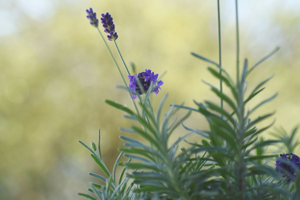 Lavender plant image