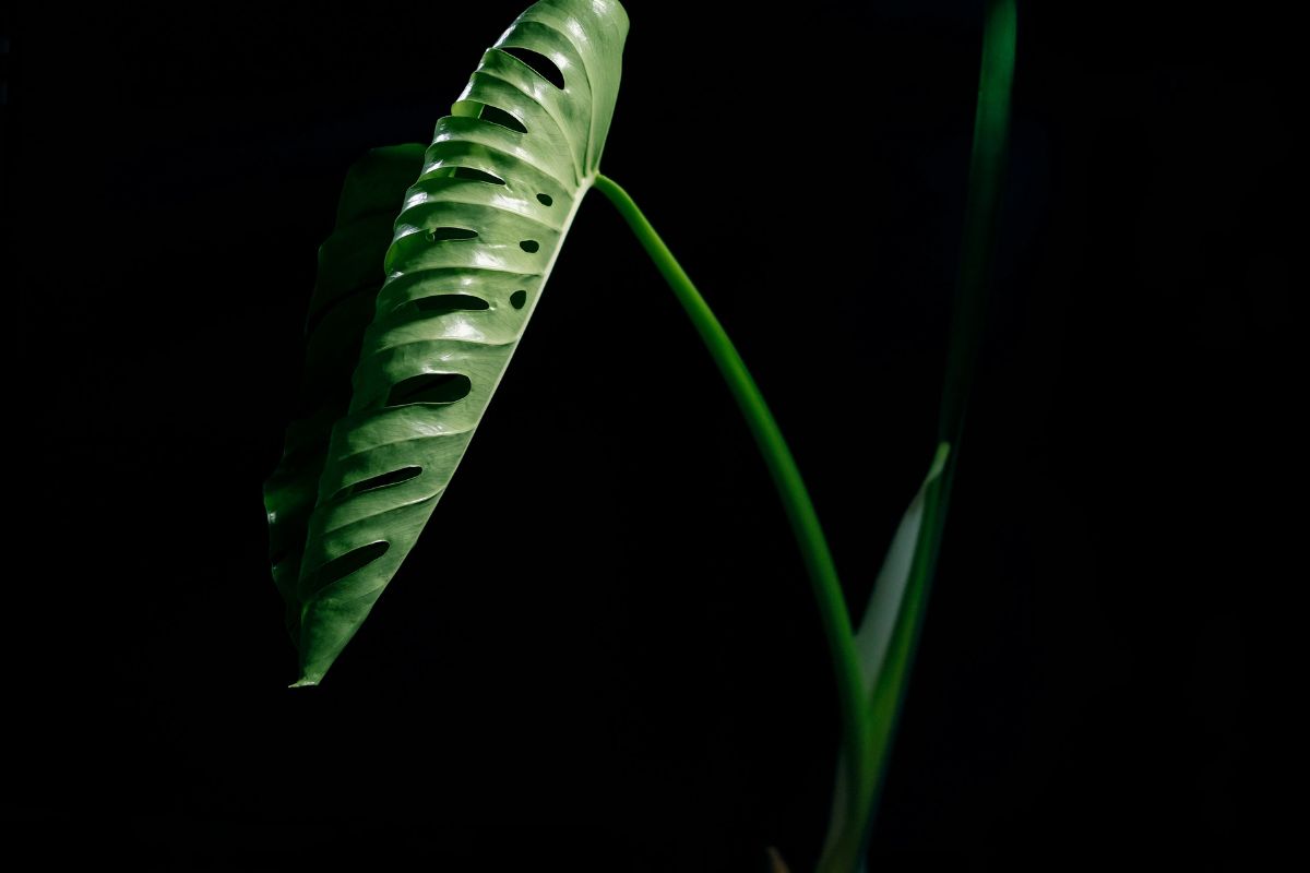 Monstera Deliciosa Benefits image 2