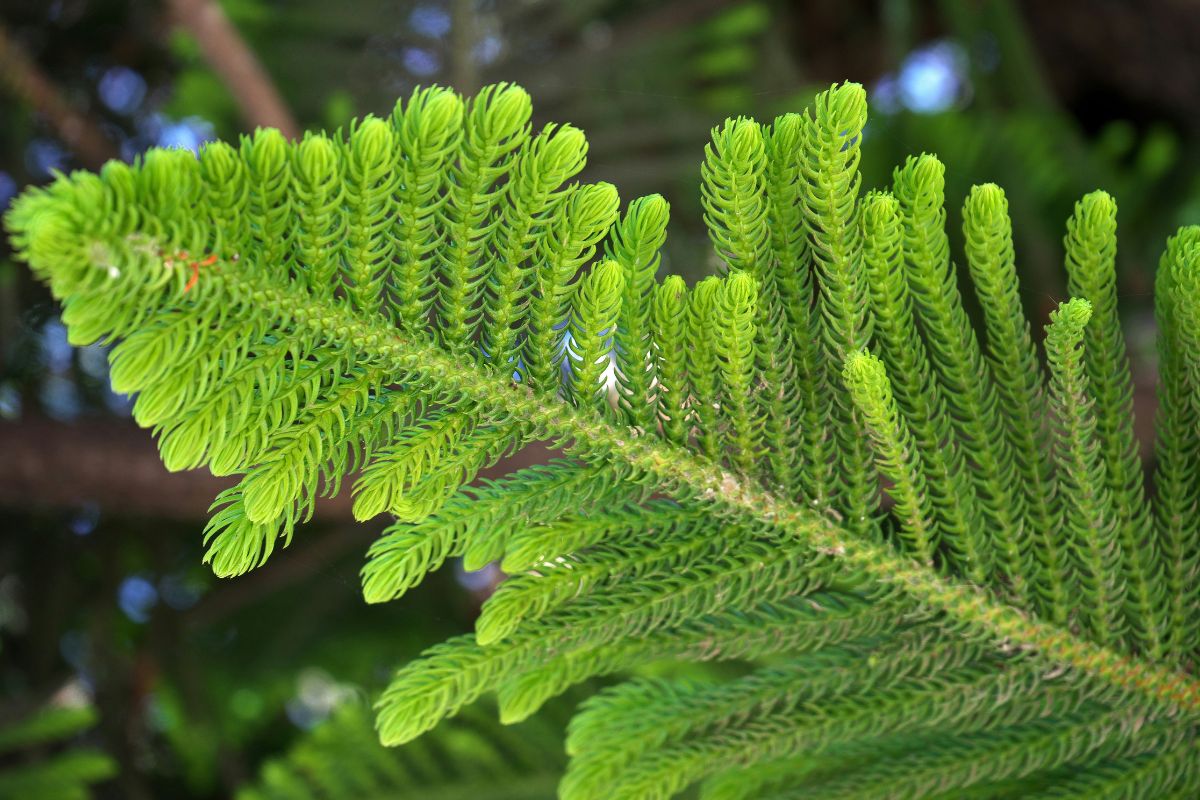 Norfolk Island Pine Image 3