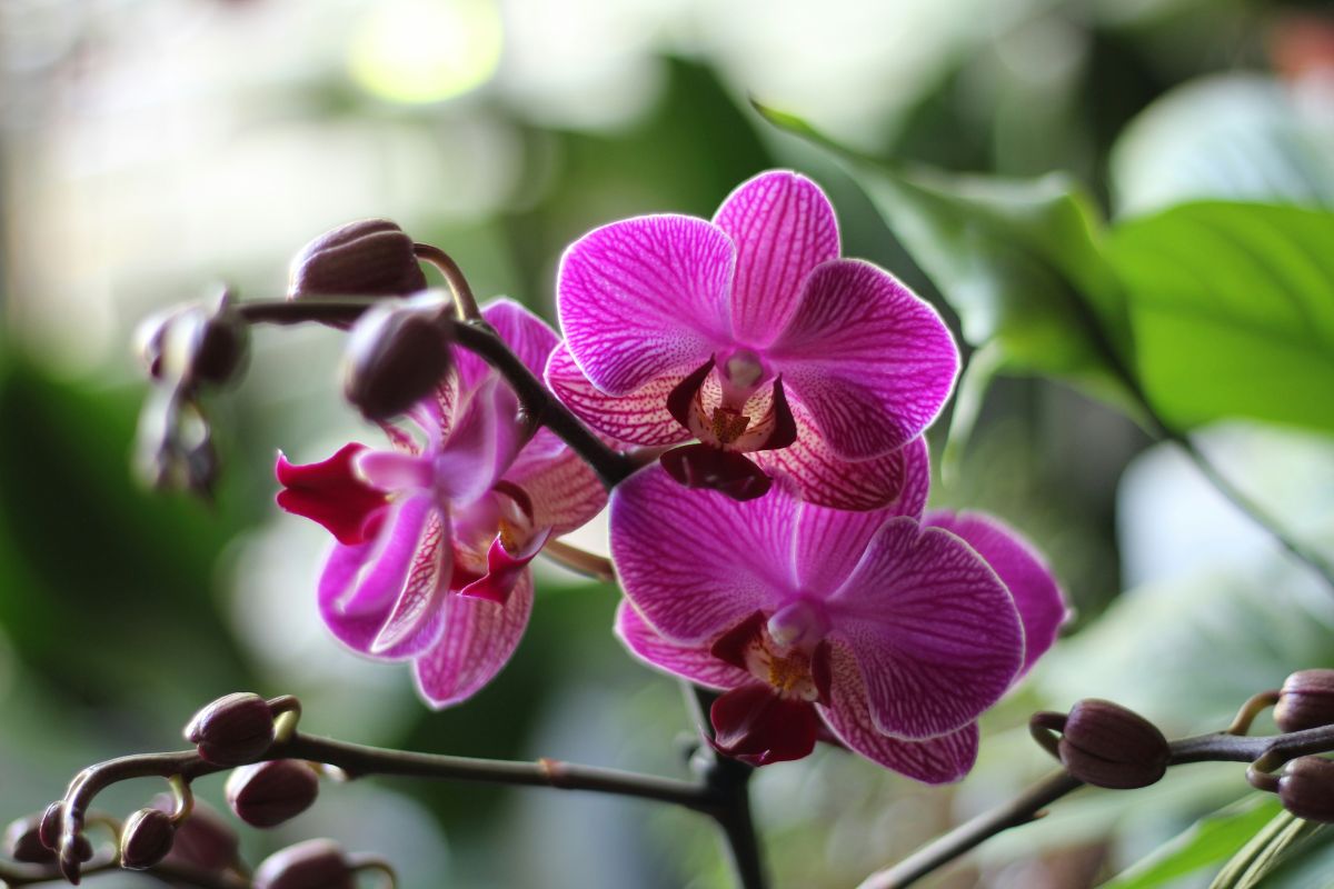 Orchid Plant image 2