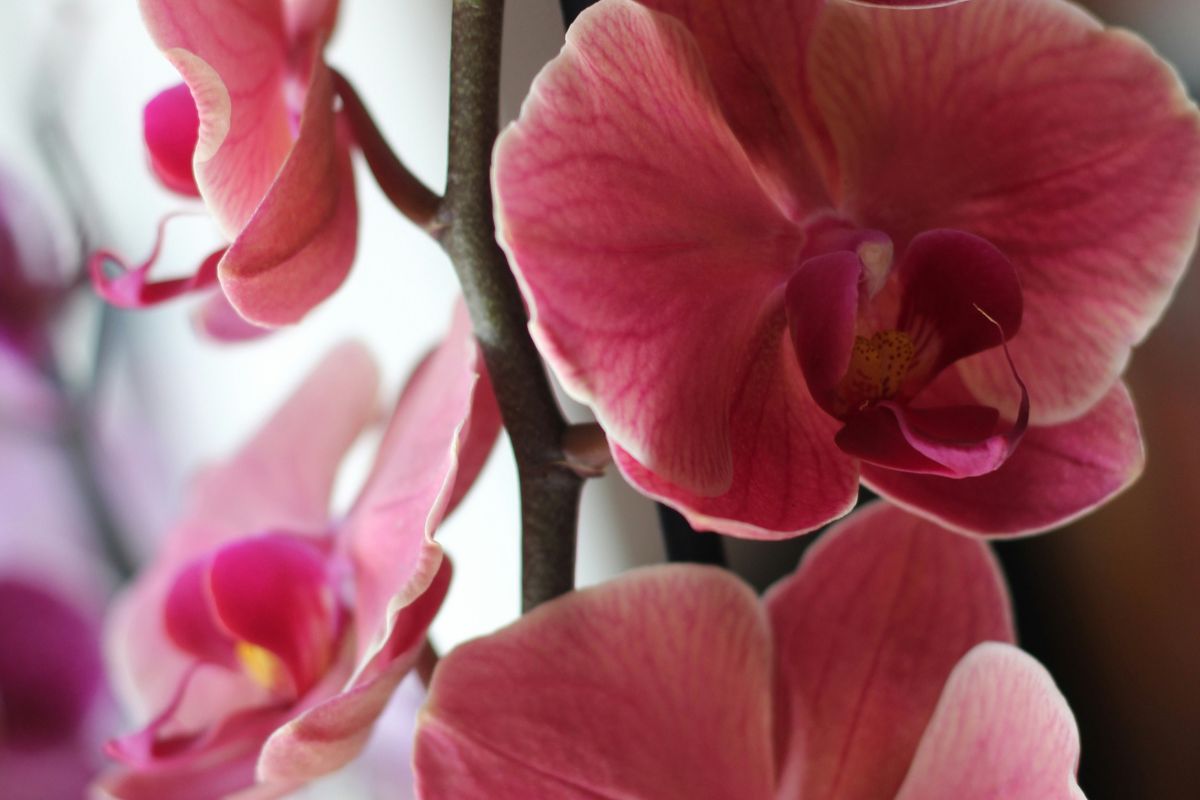 Orchid Plant image 3