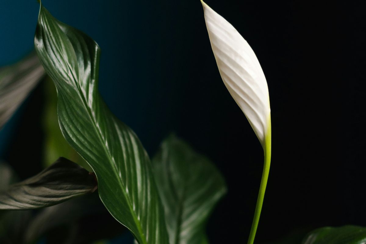 Peace Lily image 2