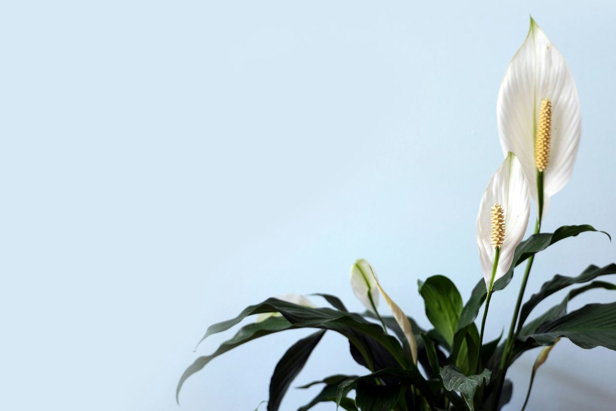 Peace Lily image 3