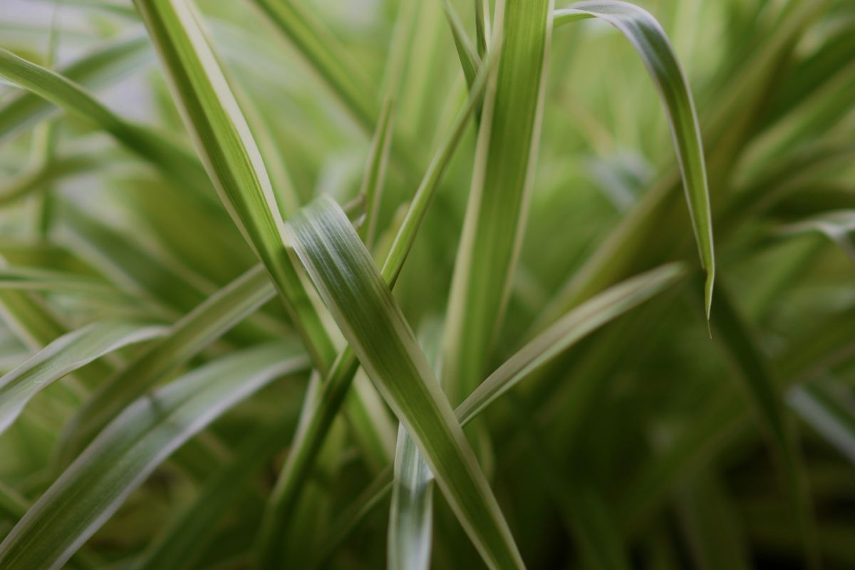 Spider Plant image 3