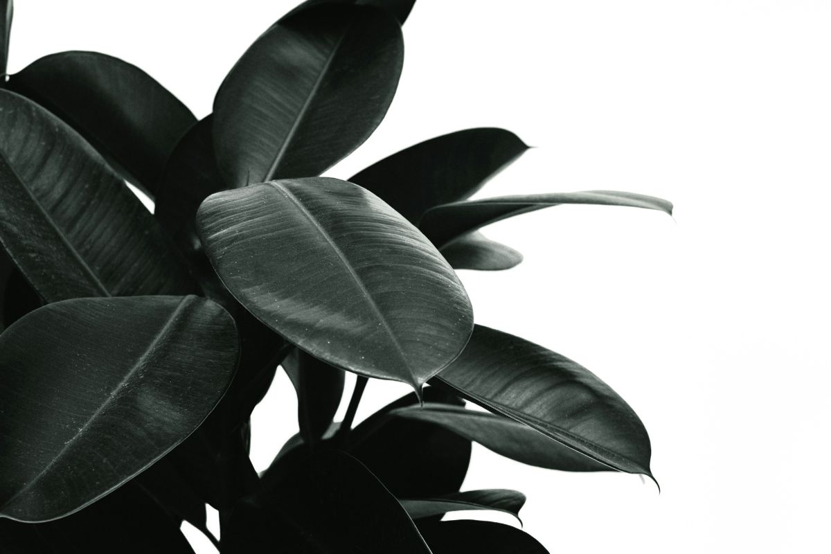 The Rubber Plant image 3