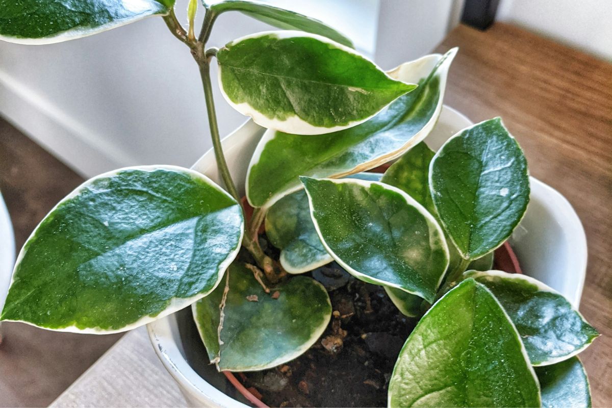 Why do we Buy plants image 2