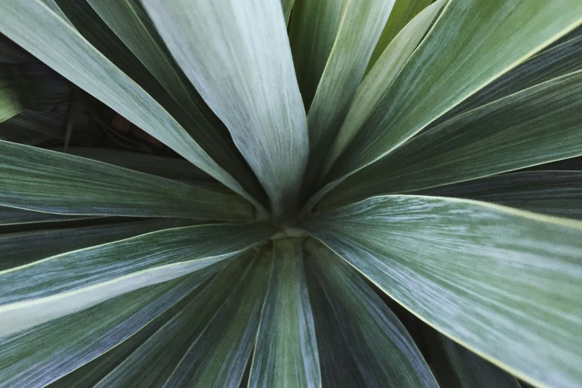 Yucca plant image 3
